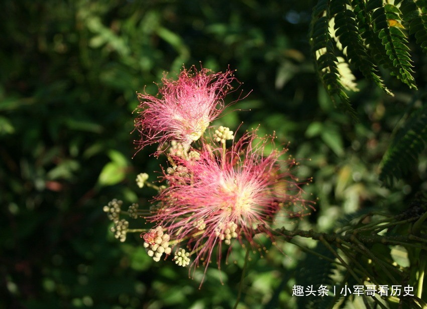 合欢|此花是澳大利亚的国花，俏皮华贵，两者相结合，简直是美轮美奂