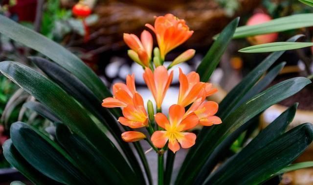 这种“营养液”给君子兰喝一点,花梗“超级多”,花期更长