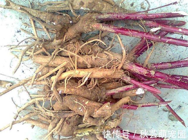 爱美之心|农村一稀罕野草,形似苋菜,根似人参,民间称它为“见肿消”