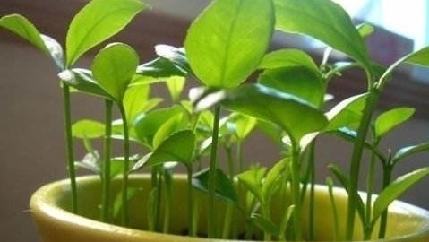 有“3种果核”不要扔，留下一点栽盆里，7天就发芽，来年结果旺盛