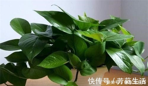 技巧|绿萝到底怎么浇水2个浇水技巧，学会浇水就能把绿萝养爆盆！