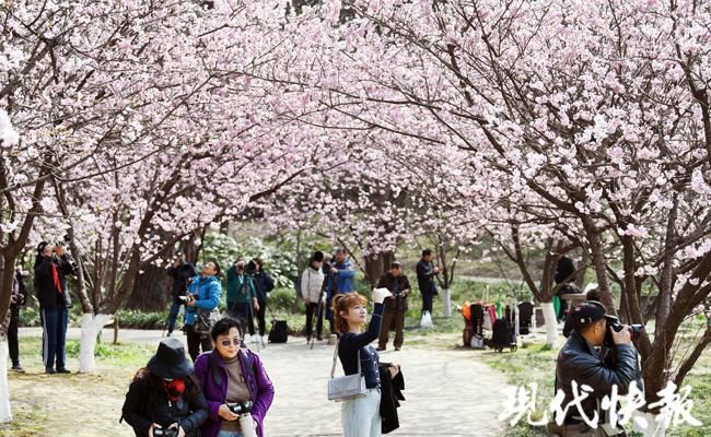 春日|南京中山植物园“拍了拍”你，春日限定美景上新啦！