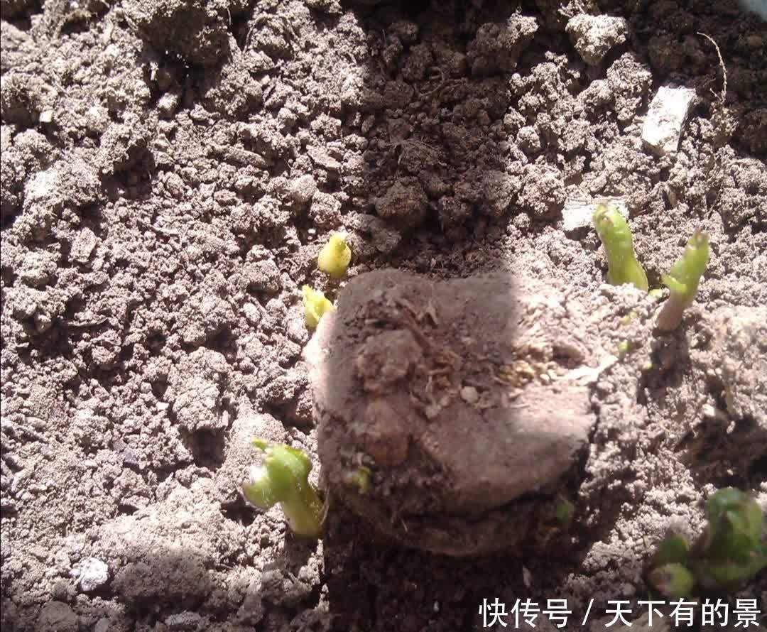 3月栽种大丽花,植株长得旺盛,夏天开满大花团