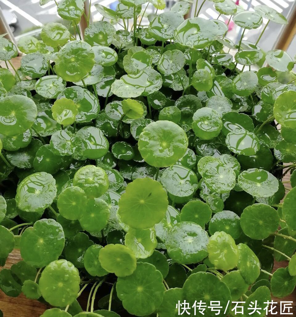 花卉|适合新手的花卉“白名单”，这5种花怎么养都能活，越养越自信