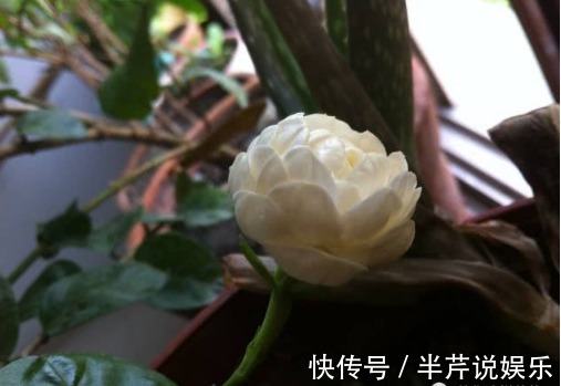 茉莉|邻居养了一株笔尖茉莉,香味蹿进了左邻右舍,太好闻了!