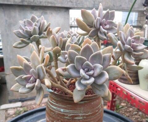 吴小姐想买盆胧月，带回家发现是冬美人，哭笑不得，太难区分了