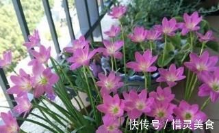 想要植物长得好，一种花肥炒一炒，养花盆底垫一些，3年不用施肥