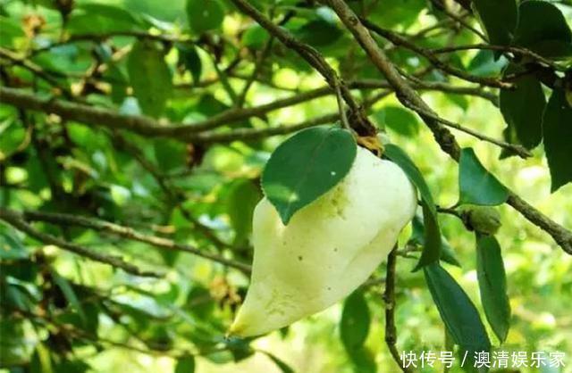 孩子|农村孩子常吃的6种野果,茶泡上榜,城里人可能只认识2种