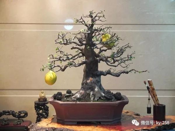 花梨 木瓜 盆景的制作与养护 快资讯