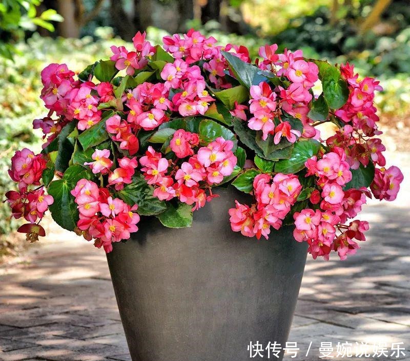  美极了|4种超好养的花，漂亮不输牡丹，年年开花，美极了