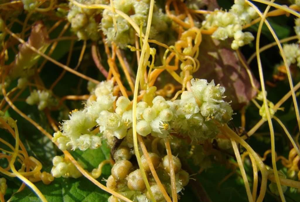 有没有一味中药可以补心肝脾肺肾五脏这个“没妈的孩子”就可以