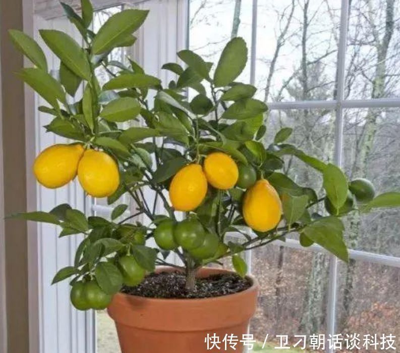 光照|“4种花”非常适合养卧室,改善睡眠质量,一觉睡到天亮,还好养