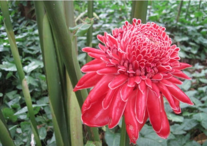 瓷玫瑰$此花花色十分妖娆艳丽,看起来似燃烧的火炬一般,象征着无缘的爱