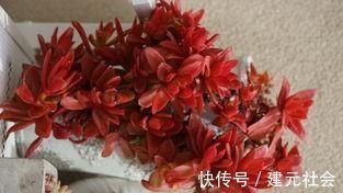 温差|多肉火祭叶片变绿是什么原因?为什么我的火祭一点都不红?