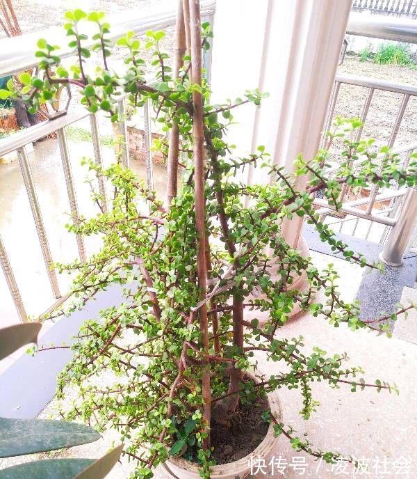 漂亮|养金枝玉叶，做到4点，长成粗壮老桩，漂亮又精致