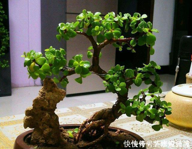 这3种花养成老桩价值高,养得越久越美,喜欢的别错过