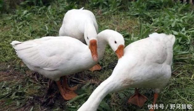 怀孕期间|孕期吃鹅蛋有用吗?若你还没到怀孕8个月,看完或许更受益!