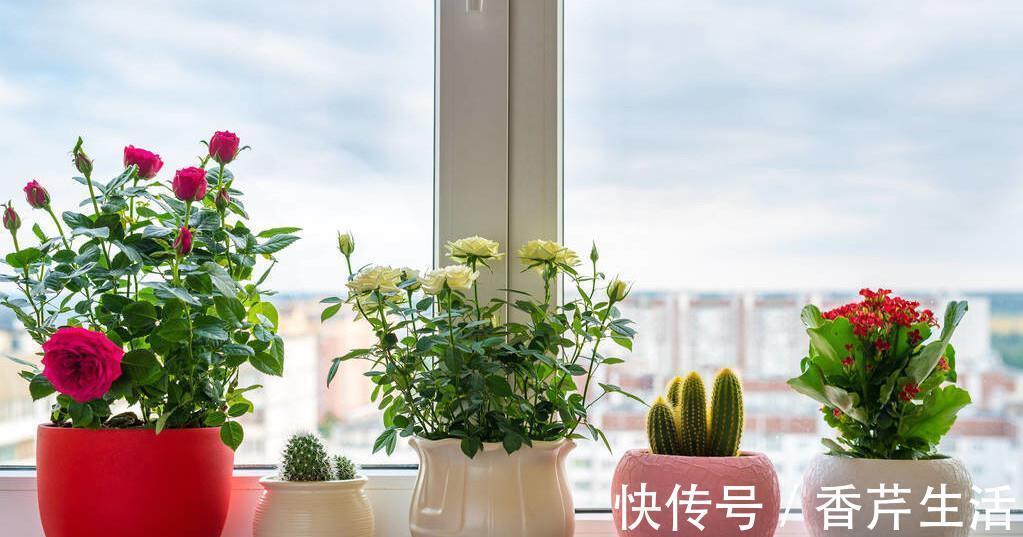 5种花，被称为冬天的“开花机器”，现在养一盆，过年正好赏花