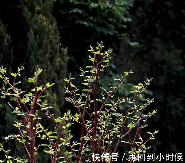 屋前屋后见到这草,二话不说赶紧拔,小心爬的满家都是!