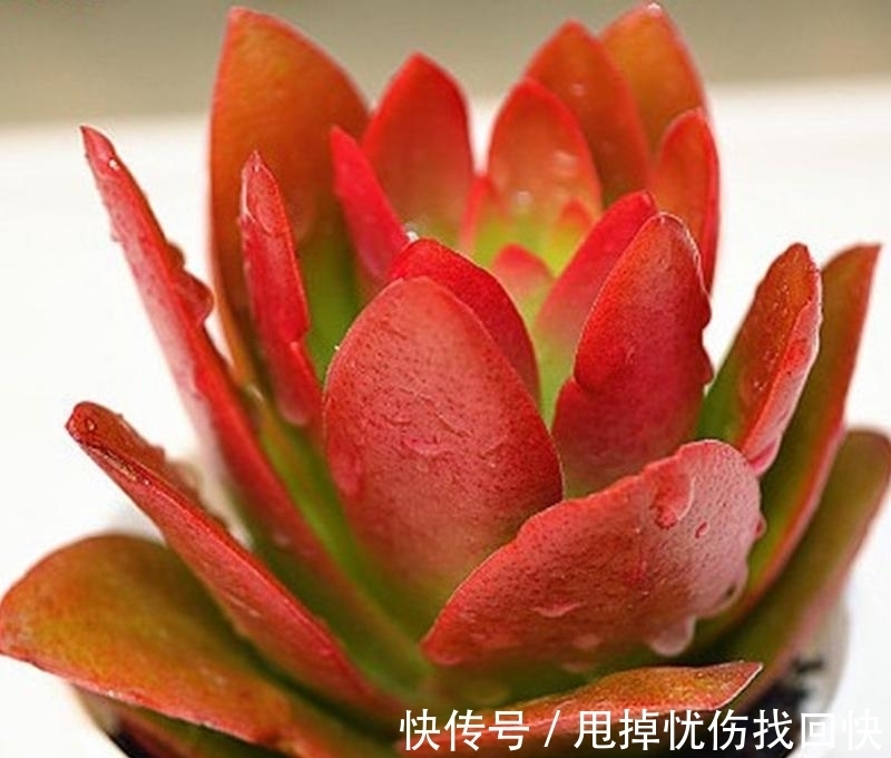 冬季火祭变绿啥原因?做好4点,颜色红得更鲜艳