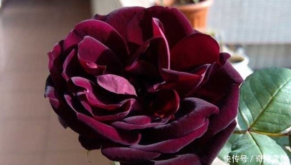 夜皇后|这些黑色的花是经过精心培养才出来的成果，是非常美丽的花