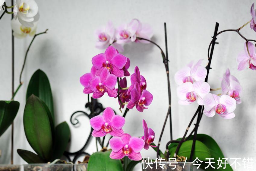 此种花,在南方好养,但在北方却很难养,你家是否也有