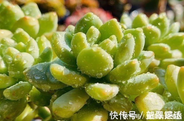 春天养多肉,半个月就变成“胖墩子”,叶子又肥又圆!