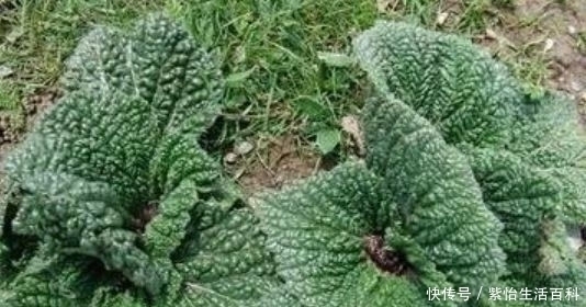 知晓|35一斤的“癞蛤蟆草”能活血止痛,价值珍贵,却没有多少人知晓