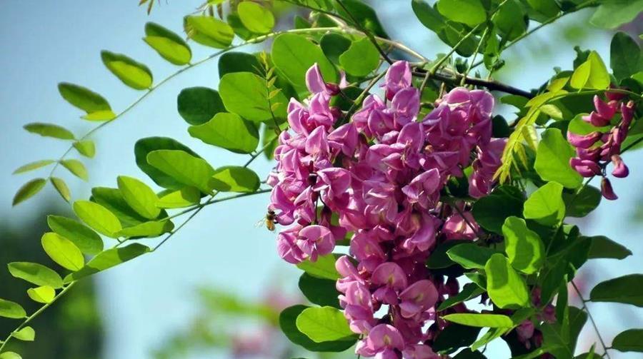 水仙|3组相生相克的植物,放在一起养不好,你要注意这个