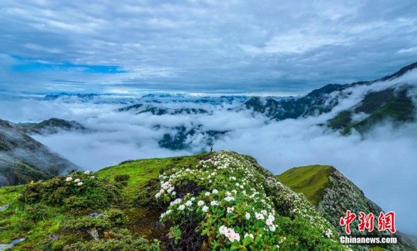 山地|四川宝兴高山峡谷遍地杜鹃花绽放 美不胜收