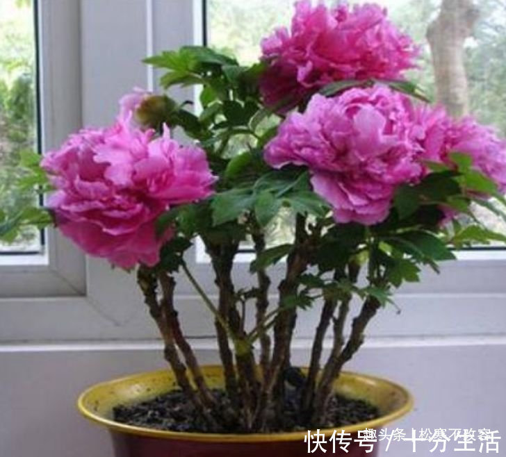 聪明人都养几种花，花大服盆快，沾点水就疯长，开花勤还爱爆盆