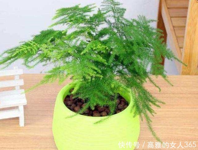 文竹叶子总是发黄掌握养护技巧,翠绿不黄叶,长成“小森林”