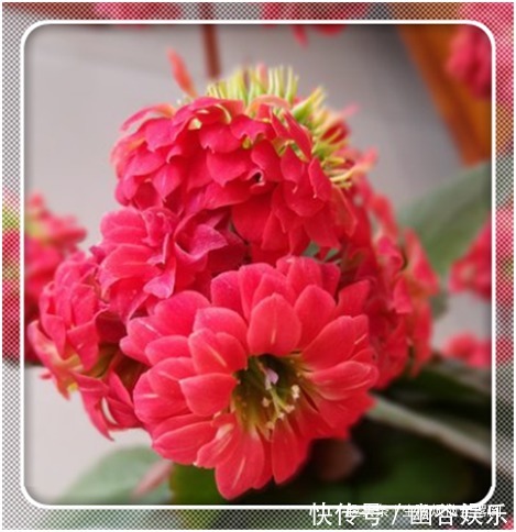 长寿花就好“这一口”,喂足了,叶片油绿发亮,开成“大花球”