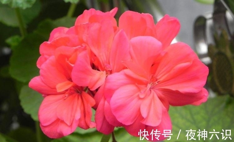 爆盆|4种漂亮花,好养易活能爆盆,养在阳台变花海,天天有花赏