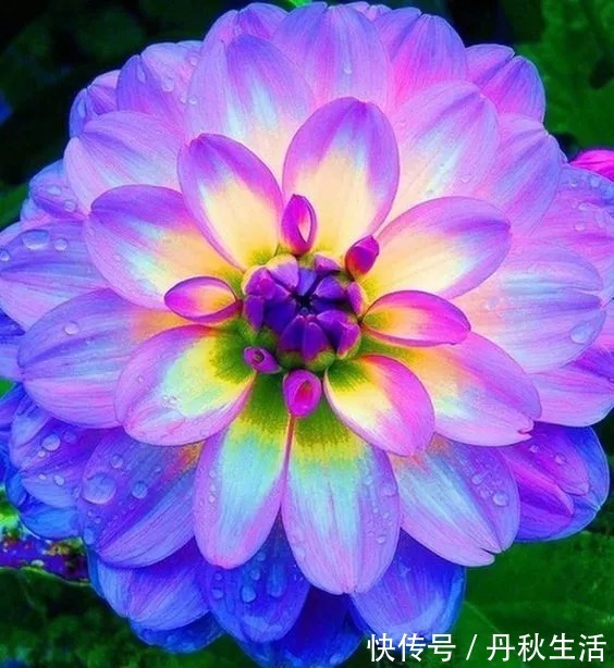 千年难见的稀世奇花开花了,真的太美了!