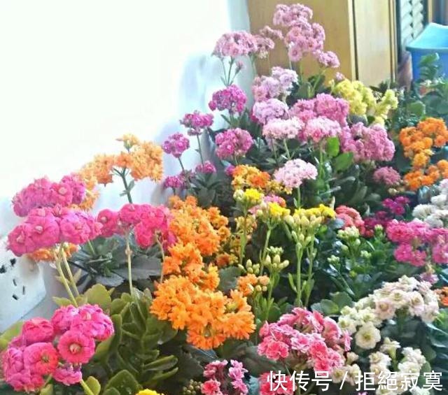 家里4种“药片”,过期不要扔,都是养花“宝贝”, 比花肥好用10倍