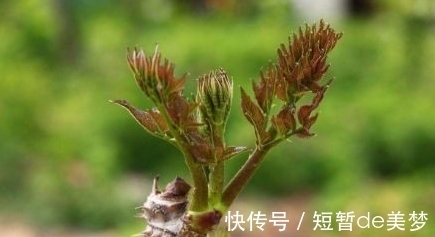 免疫|农村一种野菜,被人厌恶,营养价值和人参一样,能提高免疫