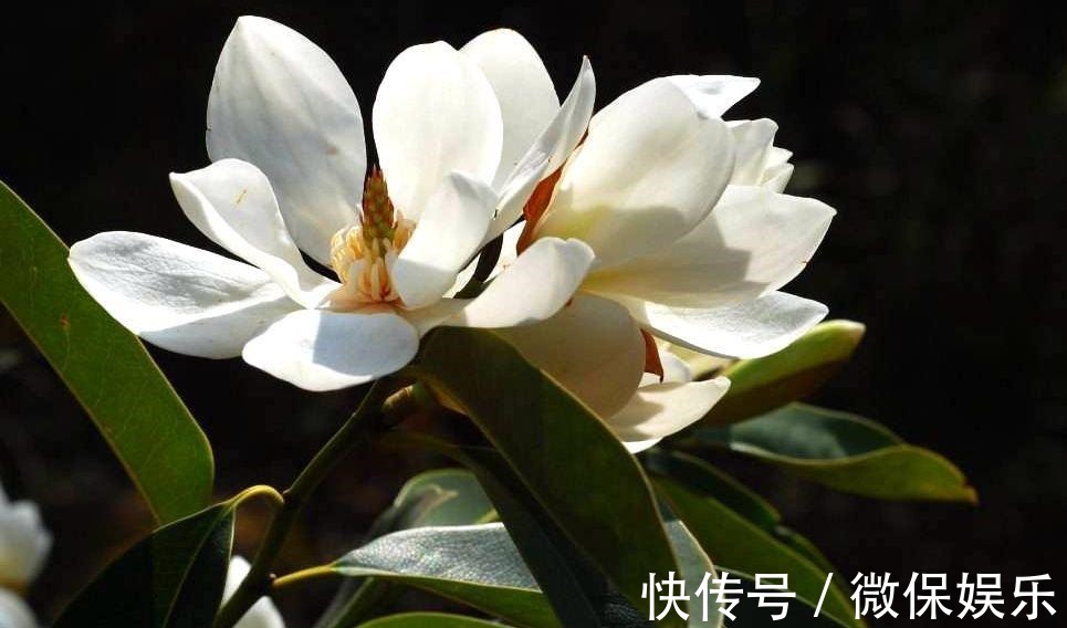 这花好奇怪,花只绽开一半,香味却散到十里外!