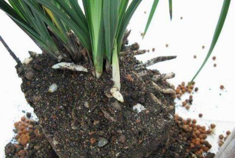 随手捡点它扔盆里,绿萝、虎皮兰、君子兰呼呼长爆盆,好用不花钱