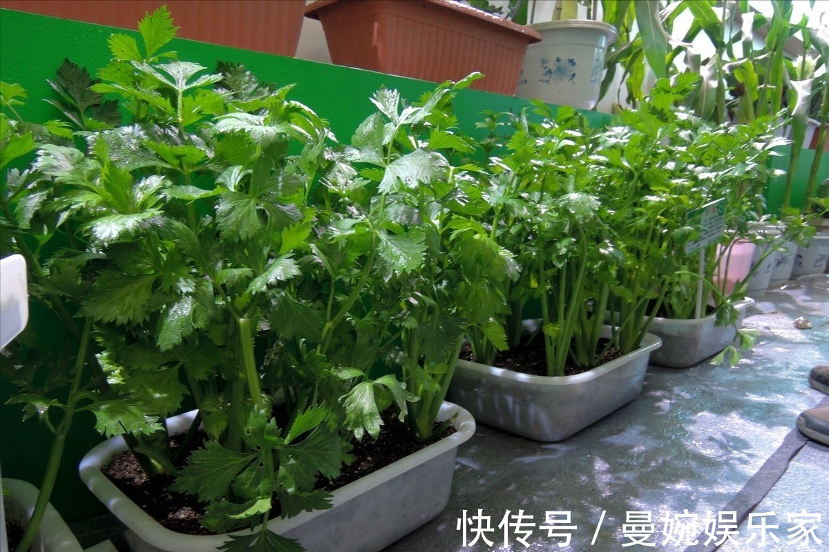 菜根|4种“小菜根”,吃完不要扔,埋在花盆里,半个月又长出新蔬菜