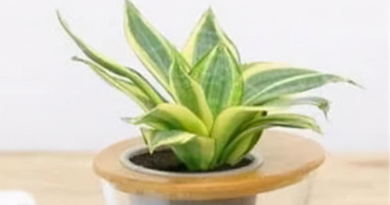 这4种植物最适合家养,净化环境的能力一流,还不知道就亏大了