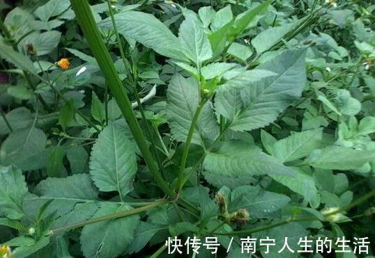 野草|农民从不碰的野草,却深受医生喜欢,人称“跟人走”,你认识吗