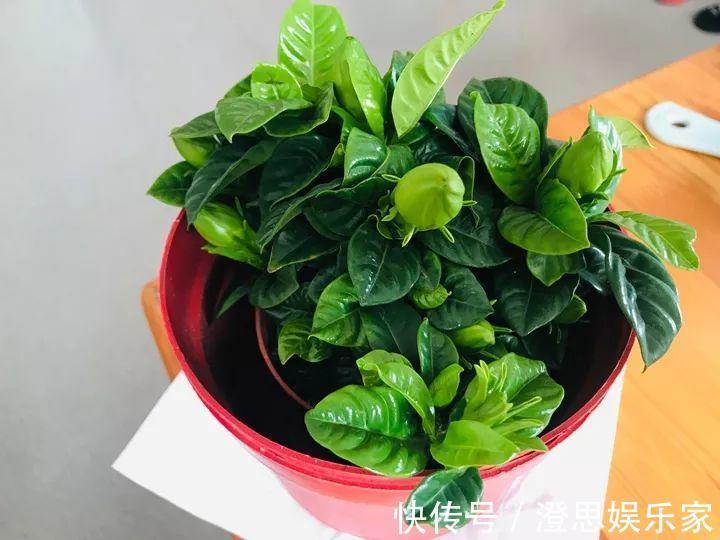 叶子|长寿的花苞迟迟不开用它喷两次,很快就能鼓起来!