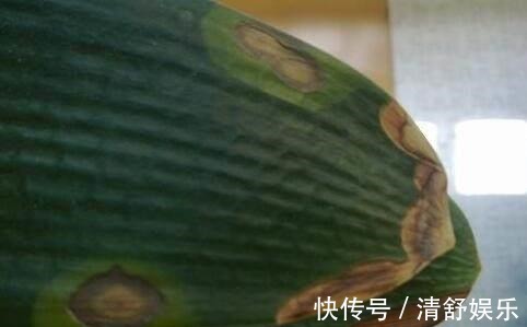 君子兰叶子长斑怎么办,找准原因快速解决君子兰叶斑问题