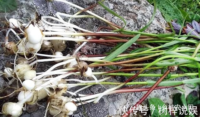 巫师|告诉家乡人,山中遇见此草,请别摘掉,目前1000多元一斤