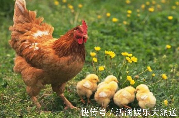 农历|真的不骗你，属鸡人这几日出生定是吉星下凡，一生注定贵气十足！