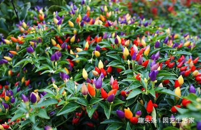 乡下这种“野草”，曾经路边没人要，如今大家看到抢着挖，特珍贵