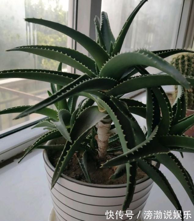 芦荟|家中的芦荟出现卷叶，对症下药，叶子才会“膨胀”起来！