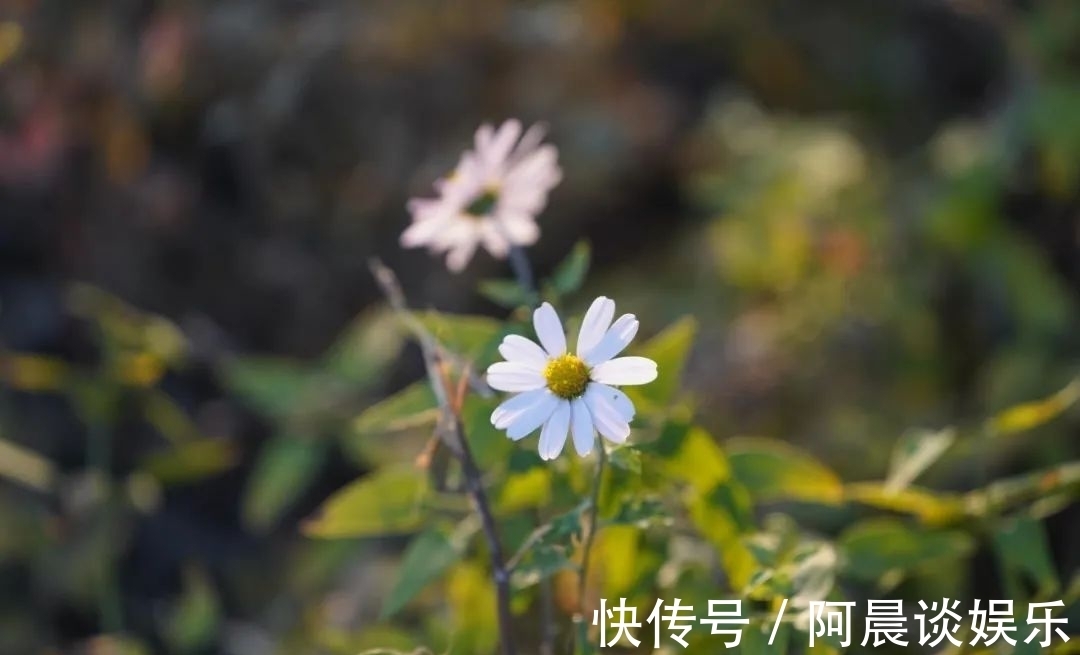 枫叶|百望山枫叶醉霜红 尽成一片秋色~