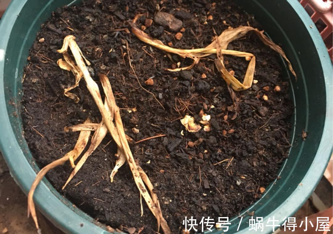 金枝玉叶|30℃以上,10种花就先别养了,买一盆死一盆,别怪我没提醒你